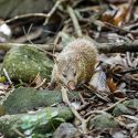 Several thousand tenrecs killed in Réunion: yet hunting was illegal!