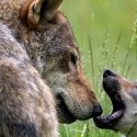 Wolf defence associations respond to the Bourgogne-Franche-Comté farmers’ lobby