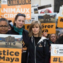 Pour libérer Maya, action silencieuse organisée par One Voice devant le cirque qui la détient et l’exploite, ce samedi 4 novembre à 12h à Cannes !