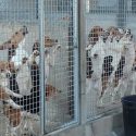 One Voice in action on 9 June in Auxerre against the biggest French breeder of dogs that are destined for the laboratories