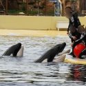 One Voice and the Whale Sanctuary Project Propose Collaboration with Marineland Antibes to Retire Three Orcas to Sanctuary