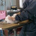 A “rabbit” mutilated in public to denounce the violence of angora