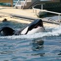 Inouk was born and died in Marineland’s pools; a life that was ruined by 25 years of captivity