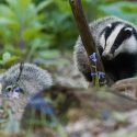 300 lives saved. In the Finistère department, badgers will spend the summer of 2024 in peace!