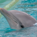 Revelations about the death of Aïcko, the dolphin of Planète Sauvage – One Voice calls into question the official version and the neutrality of the experts report.