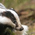 A slew of victories against badger digging: Bern’s reason for rejecting 10 NGOs’ complaints…