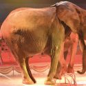 Le 19 juin, One Voice sera présente dans quatorze villes pour dire non à l’exploitation des animaux dans les cirques