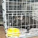 One Voice fights against illegal breeders