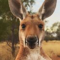 One Voice organizes in early June the French premiere of the award-winning documentary film: Kangaroo a love-hate story
