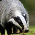 Underground badger hunting: new victories and new hearings!