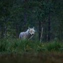 No to weakening wolves’ protection status