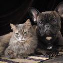 An exemplary judgment demanded by One Voice for a woman and her abused animals