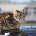 Pour les chats errants, inauguration du Chatipi de Bourg-lès-Valence, le 27 octobre à 16h15