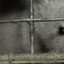 L’horreur du cannibalisme dans les fermes à fourrure révélé dans une vidéo