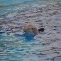 Dolphinariums: the industry attacks protective measures, One Voice fights back!