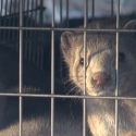 The hidden face of the fur industry in France: Mink farm revelations