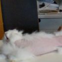 One Voice infiltrates the Angora industry and reveals the torture of rabbits in French farms