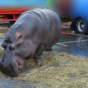 Liberté pour Jumbo, l’hippo prisonnier du cirque !
