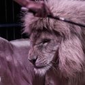 Working groups on the welfare of captive wildlife: NGOs want to believe in the real progress of animal welfare