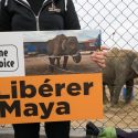 One Voice summoned to a tribunal by the circus who wants to take away the right to defend the elephant Maya