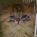 An appeal trial in Agen: breeding or trafficking?