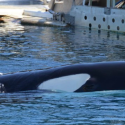 One Voice au conseil d’état face aux delphinariums, pour défendre les dauphins et orques en captivité