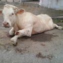 A new trial for Jo, the young calf abused at a slaughterhouse in Vannes