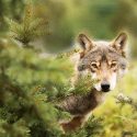 Loups : la Commission européenne en faveur de leur massacre