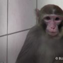 One Voice demands to know where are the monkeys of the Max Planck Institute