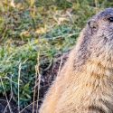 The massacring of marmots and hares will continue in Savoie in 2023