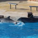 In the absence of a new delphinarium decree, One Voice attacks the State and demand 500,000 euros