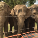 Circus: One Voice calls for the release of three elephants