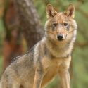 Le loup de la plaine des Vosges ne doit pas être abattu