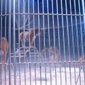 The Ministry of the Ecological and Transition is bowing down to positions of an age gone by in the defence of the “circus” decree which has been attacked by One Voice