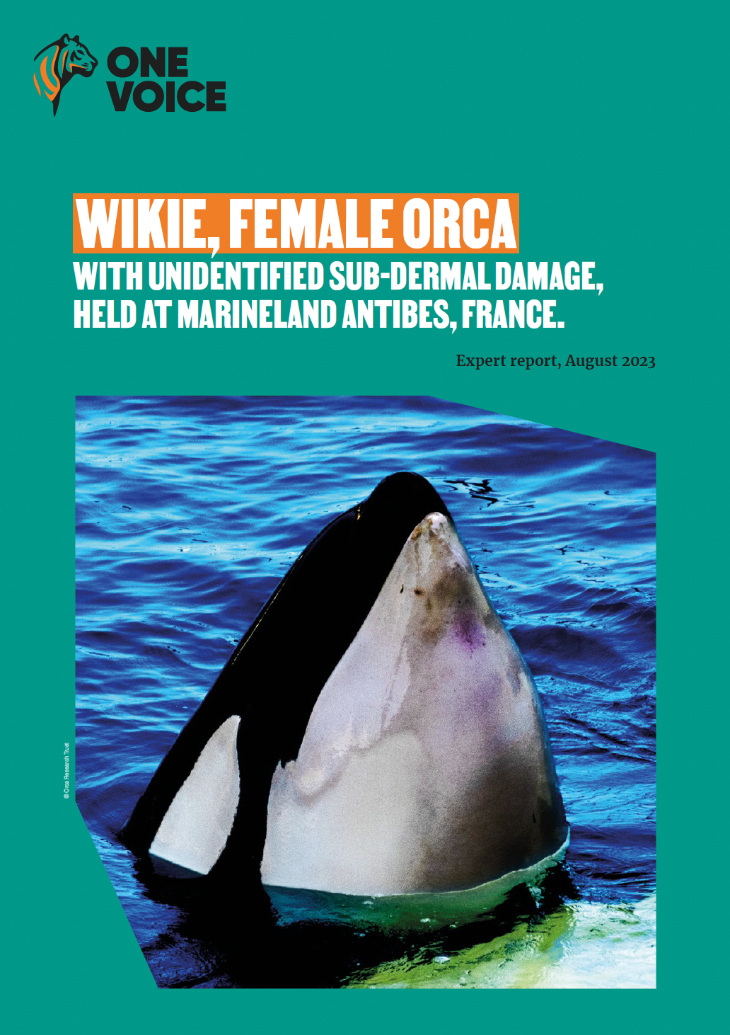 Wikie female orca