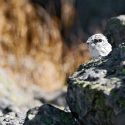 Chasse des galliformes suspendue en Ariège en 2021: vers une annulation? Audience le 15 mars 2024