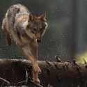 Two hearings in Besançon and Toulon to defend wolves against shooting