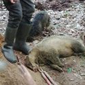 A chain of hearings against badger digging: Orléans and Châlons-en-Champagne on 28 March and Pau on 4 April!