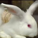 Animal experimentation is still resisting change: 2022’s detailed figures