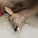 Action coordonnée de One Voice contre la chasse, dans vingt-deux villes de France