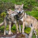 Pour défendre les loups, FNE Ain et One Voice recourent au juge administratif à Lyon le 10 juin