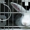 More than 300,000 animals used illegally by French laboratories between 2015 and 2020