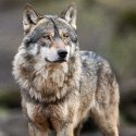 One Voice filed a complaint after a wolf was run over and riddled with lead pellets in the Meurthe-et-Moselle region