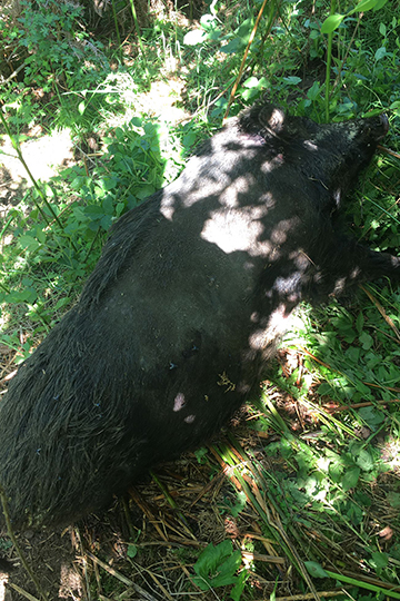 Sangliers agonisants et cadavres abandonnés : dans la Nièvre, les chasseurs prennent la nature pour une poubelle