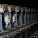 Appel à la fermeture mondiale des élevages de visons pour la fourrure à l’heure où le gouvernement néerlandais ordonne l’abattage des animaux et confirme que les fermes à fourrure peuvent servir de réservoir au COVID-19