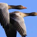 Victory: The State Council suspends the decree authorizing the hunting of wild geese in February!