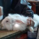 The squeals of Angora rabbits: One Voice is blowing the whistle in 16 towns in France on 22 and 23 January 2022