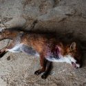 Foxes: the legal battle continues… Stop this carnage!