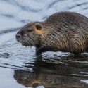 In Lyon, we cohabit with coypus rather than slaughtering them all the time