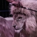 Groupes de travail sur le bien-être de la faune sauvage captive:  les ONG veulent croire à un progrès réel de la condition animale